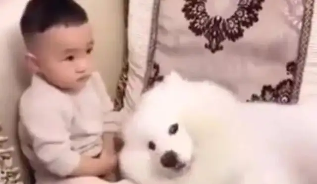 The little master was beaten up, and the Samoyer dog blew up