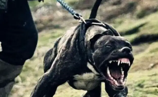 The dog's unfaithful to you. See if he's done these six. Yes