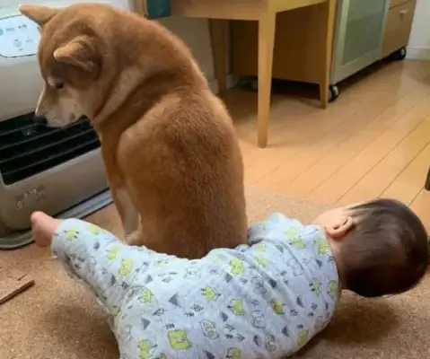 It's so sweet! The dog goes after the little master in the winter