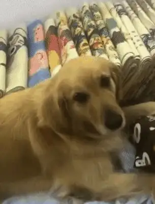 The master is teasing the dog with lemon, and the dog is beating like a thunderbolt