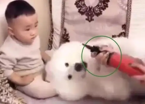 The little master was beaten up, and the Samoyer dog blew up