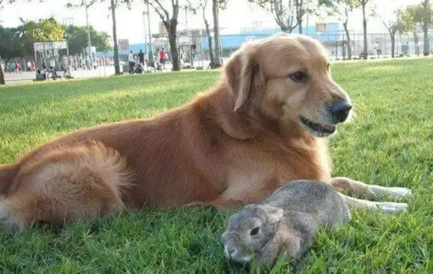 Before the 14-year-old golden hound died, the sister of the Meows extended her hand