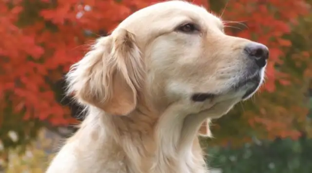 The master fell asleep on a golden doggy, and when the doggy came back, the next second was so sweet