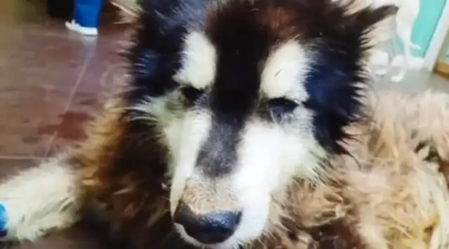The Alaskan dog who was abandoned by his master, his life stopped at 3 years old