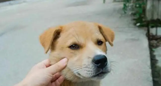 The most loyal dog on the list. If the master orders, the dog can go to hell