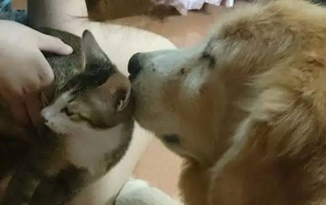 Before the 14-year-old golden hound died, the sister of the Meows extended her hand