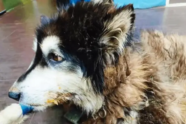 The Alaskan dog who was abandoned by his master, his life stopped at 3 years old