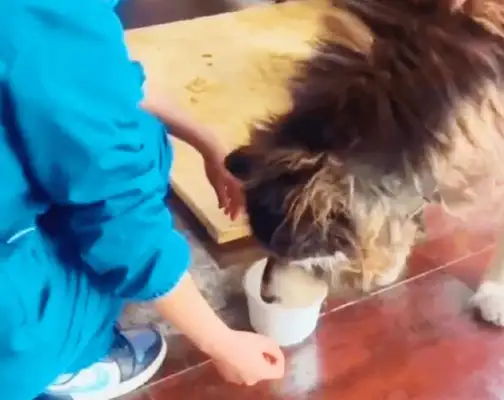 The Alaskan dog who was abandoned by his master, his life stopped at 3 years old