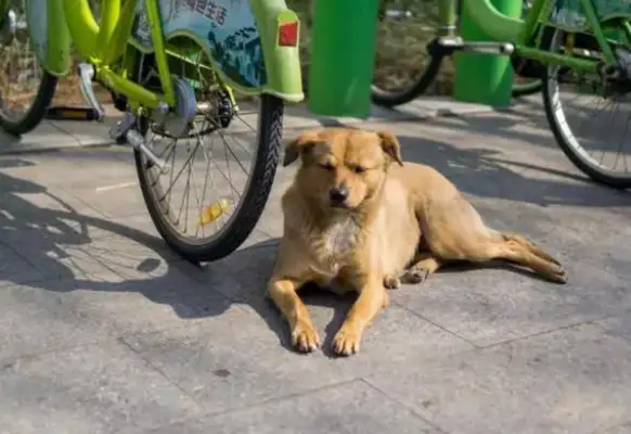 The master's working dog was playing around, and he walked 100 meters into the sewer