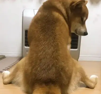 It's so sweet! The dog goes after the little master in the winter