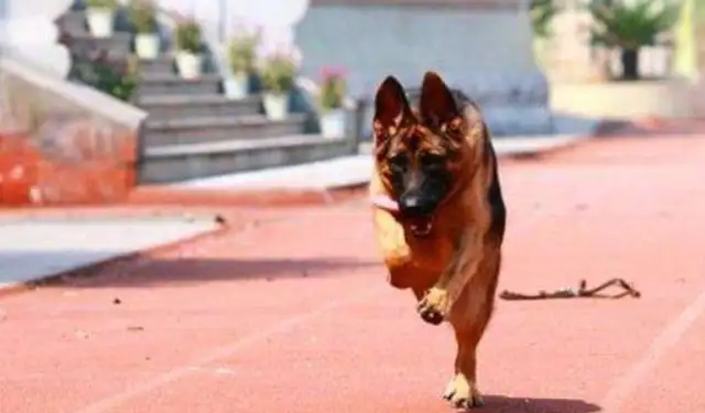 The dog's unfaithful to you. See if he's done these six. Yes