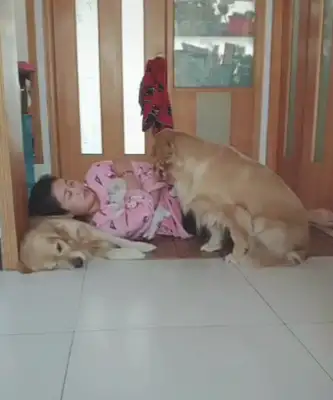 The master fell asleep on a golden doggy, and when the doggy came back, the next second was so sweet