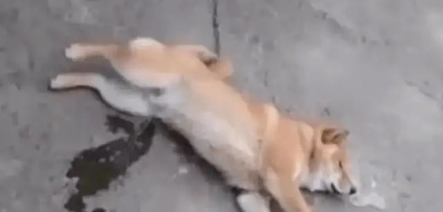 The dog sleeps so well, it comes out of nowhere, and the master looks a little awkward