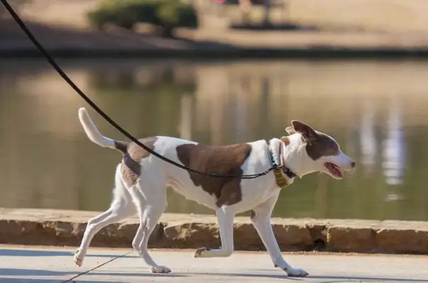 Attention, Zen, it's a matter of civilized dogs. Tianjin has initiated a law enforcement inspection