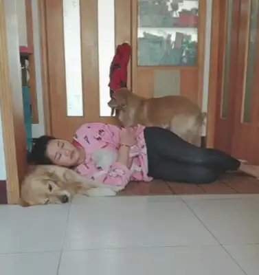 The master fell asleep on a golden doggy, and when the doggy came back, the next second was so sweet