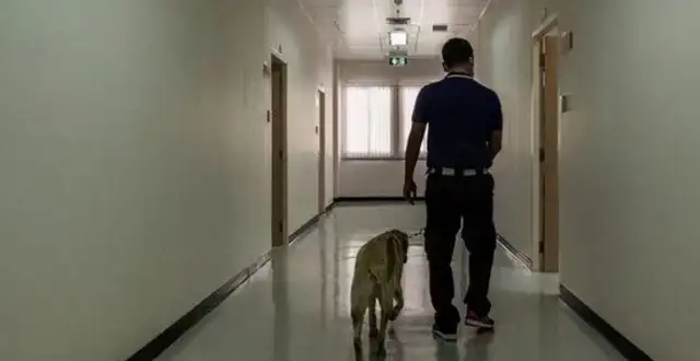 Dogs in Thailand and elsewhere are being trained to smell the new coronary virus in humans