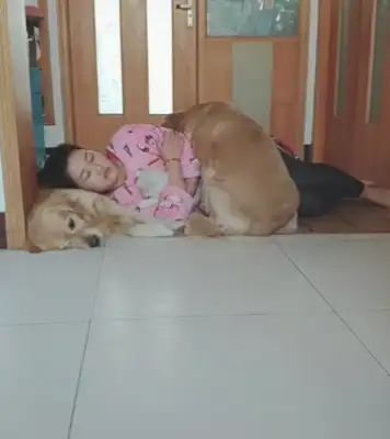 The master fell asleep on a golden doggy, and when the doggy came back, the next second was so sweet