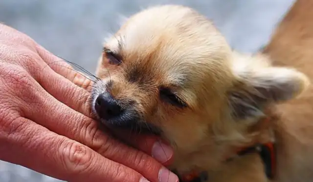 It's a big deal! Chengdu Zhuong dog bites after: Black dog has found out, the dog owner apologizes