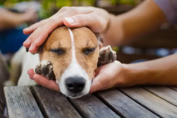 Blondie ate snacks, and the little master put his hand in the dog's mouth: Give it back