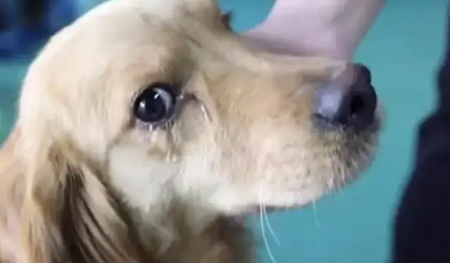 My heart hurts! Six years of dog abandonment, tears and twitching