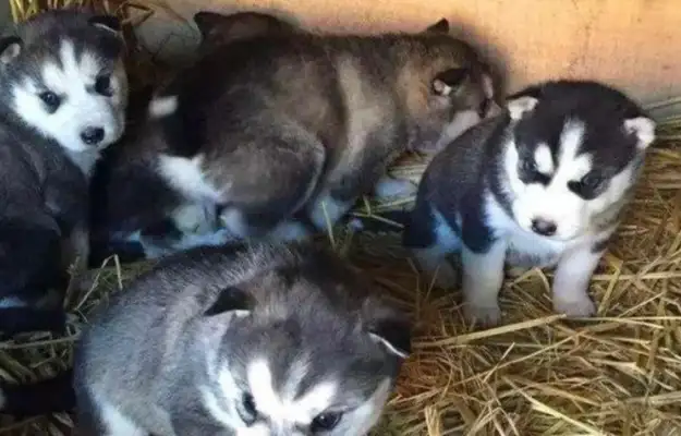 The netizens picked up five stray dogs by accident