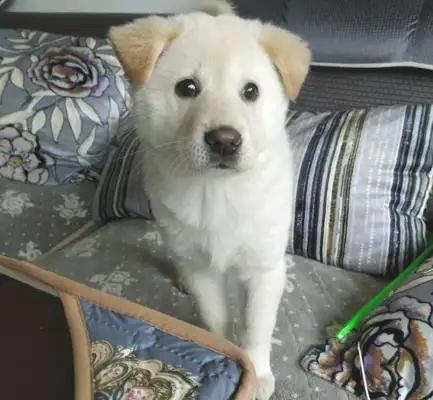 The stray dog wanted to eat at the store, but the boss kicked him out