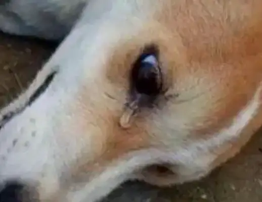 My heart hurts! Six years of dog abandonment, tears and twitching