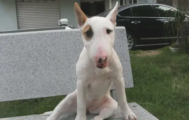 A man rides a bike home with a dog, he's got a very high rate of sucking, and he looks like a dog