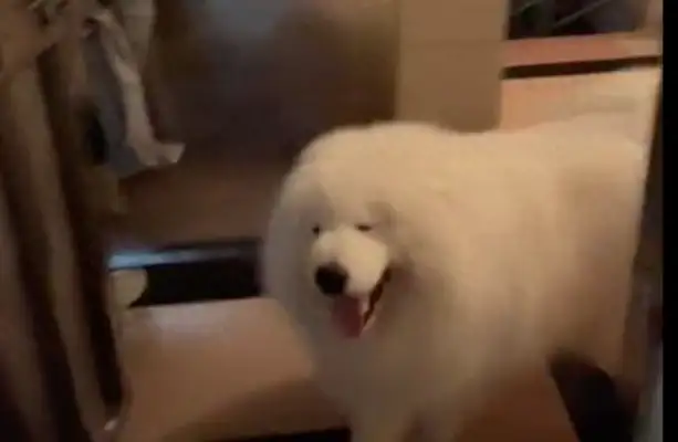 I'm afraid the dog's friends will come and visit her