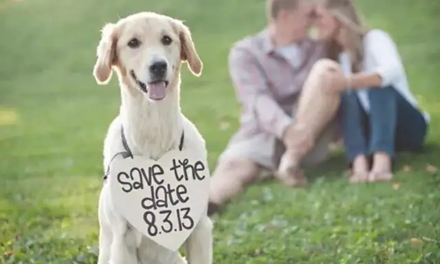 The master is about to marry, and the dog is crouching at the master's hand: the world only cares for you