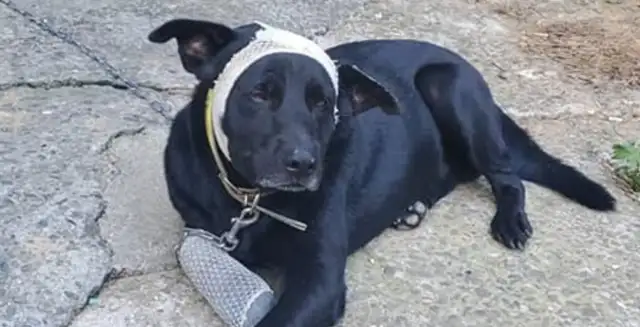 The black dog with social phobia makes a fool out of chasing a bitch