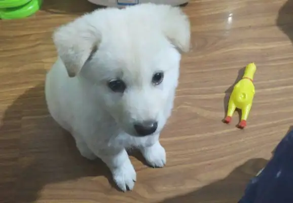 The stray dog wanted to eat at the store, but the boss kicked him out