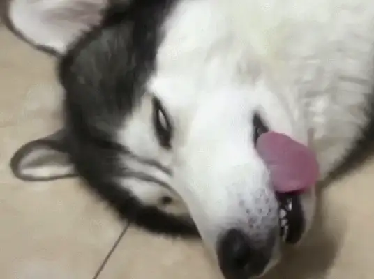 The dog can't hear the call in his sleep. The master calls the dog stupid. The dog is blind