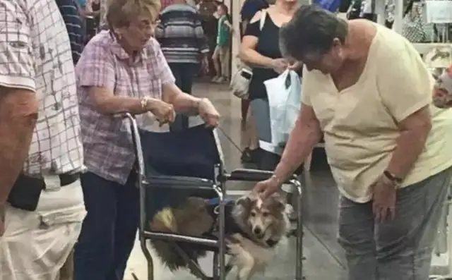 The old lady and the dog used a disabled wheelchair, and they were so curious about it