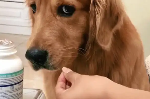 The dog is angry, the master takes out the fruit knife for a second, the golden hair: the knife learns to put me down