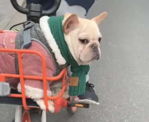 A man rides a bike home with a dog, he's got a very high rate of sucking, and he looks like a dog