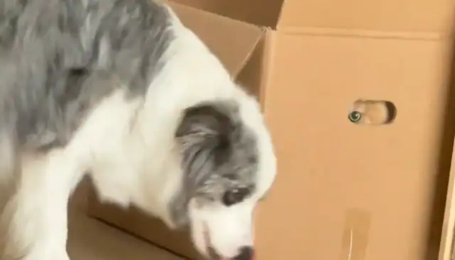 The dog stepped on the cat's tail and the cat got angry and got into the box to watch the dog