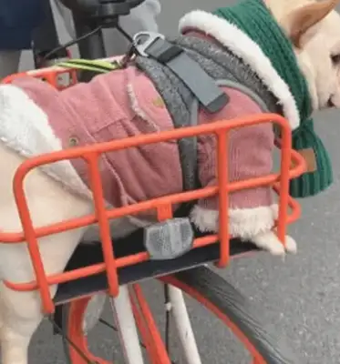 A man rides a bike home with a dog, he's got a very high rate of sucking, and he looks like a dog