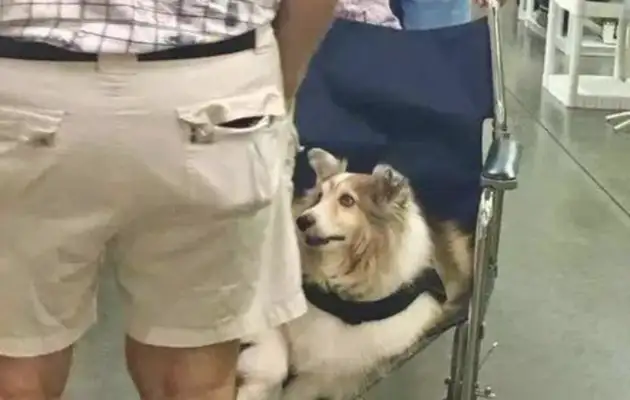 The old lady and the dog used a disabled wheelchair, and they were so curious about it
