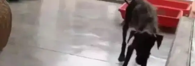 A scrawny stray dog, taken in by a man of good will