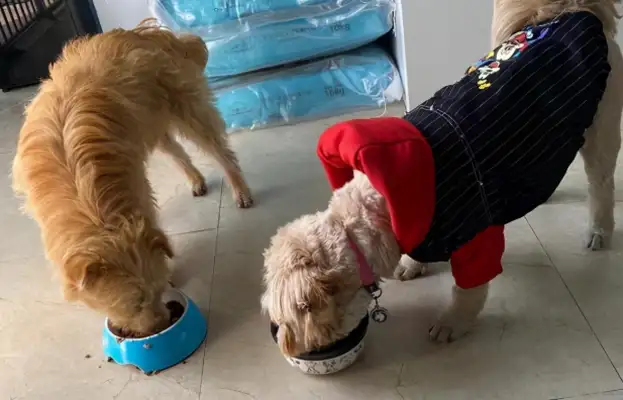 I was fooled by a stray dog for two months, and it made me know what it means to pay her back and to break up