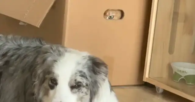 The dog stepped on the cat's tail and the cat got angry and got into the box to watch the dog