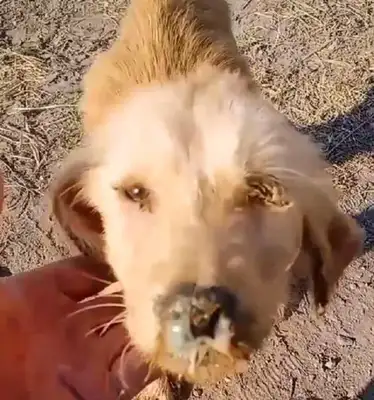 The family on the road in the winter, the dog, and when someone gets close, they'll show up and flatter him