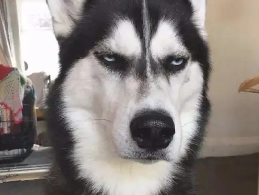 The Haskee neighborhood was wild, until it hit a Caucasian dog on the road, and then it got bigger and bigger