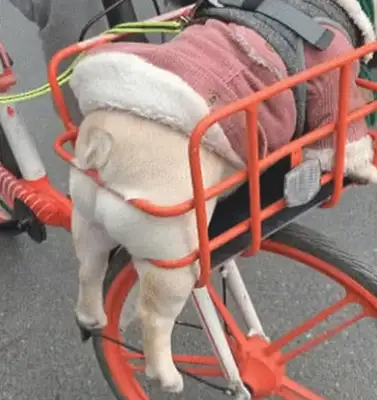 A man rides a bike home with a dog, he's got a very high rate of sucking, and he looks like a dog