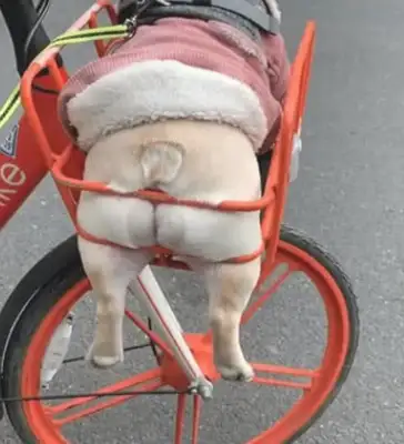 A man rides a bike home with a dog, he's got a very high rate of sucking, and he looks like a dog