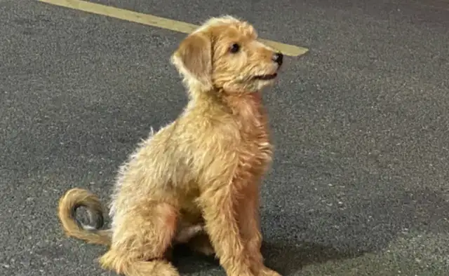 Fuping stray dogs bite a lot