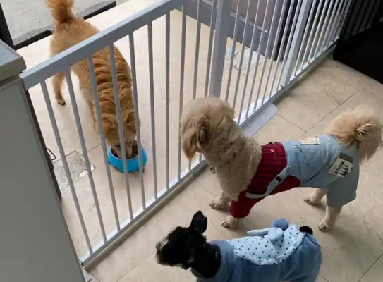I was fooled by a stray dog for two months, and it made me know what it means to pay her back and to break up
