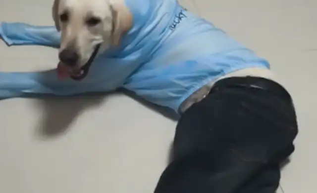 The man dressed the dog and looked like a dog