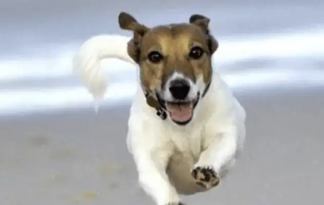 I kicked my dog off my daughter without a leash. The owner asked me for 10,000